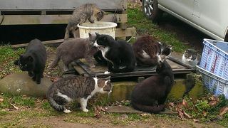 cats.jpg