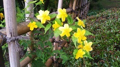 盛岡 黄色の花.JPG