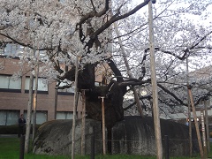 石割桜.JPG